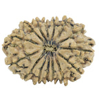 Natural 15 Mukhi Rudraksha (Nepali)