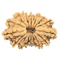 Natural 16 Mukhi Rudraksha (Nepali)