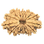 Natural 16 Mukhi Rudraksha (Nepali)