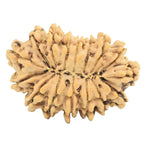 Natural 16 Mukhi Rudraksha (Nepali)