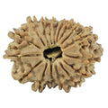 Natural 17 Mukhi Rudraksha (Nepali)