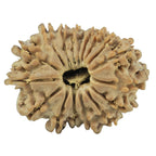 Natural 17 Mukhi Rudraksha (Nepali)