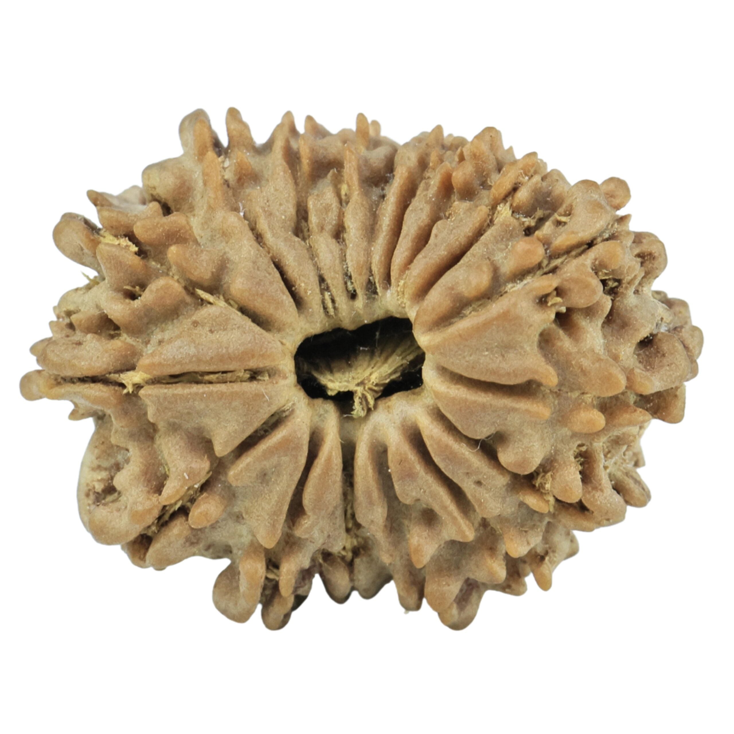 Natural 17 Mukhi Rudraksha (Nepali)