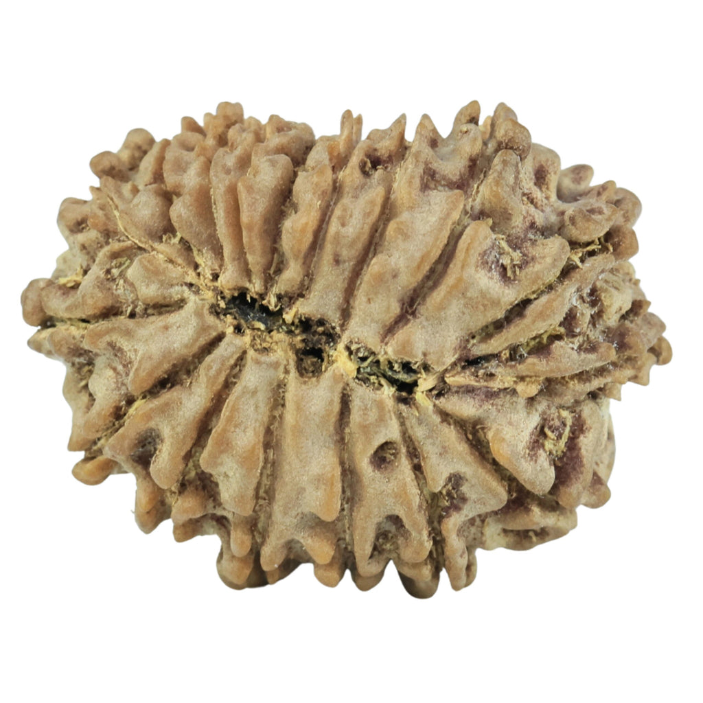 Natural 17 Mukhi Rudraksha (Nepali)