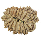 Natural 17 Mukhi Rudraksha (Nepali)