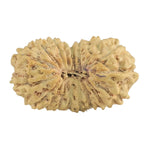 Natural 18 Mukhi Rudraksha (Nepali)