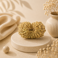 Natural 18 Mukhi Rudraksha (Nepali)