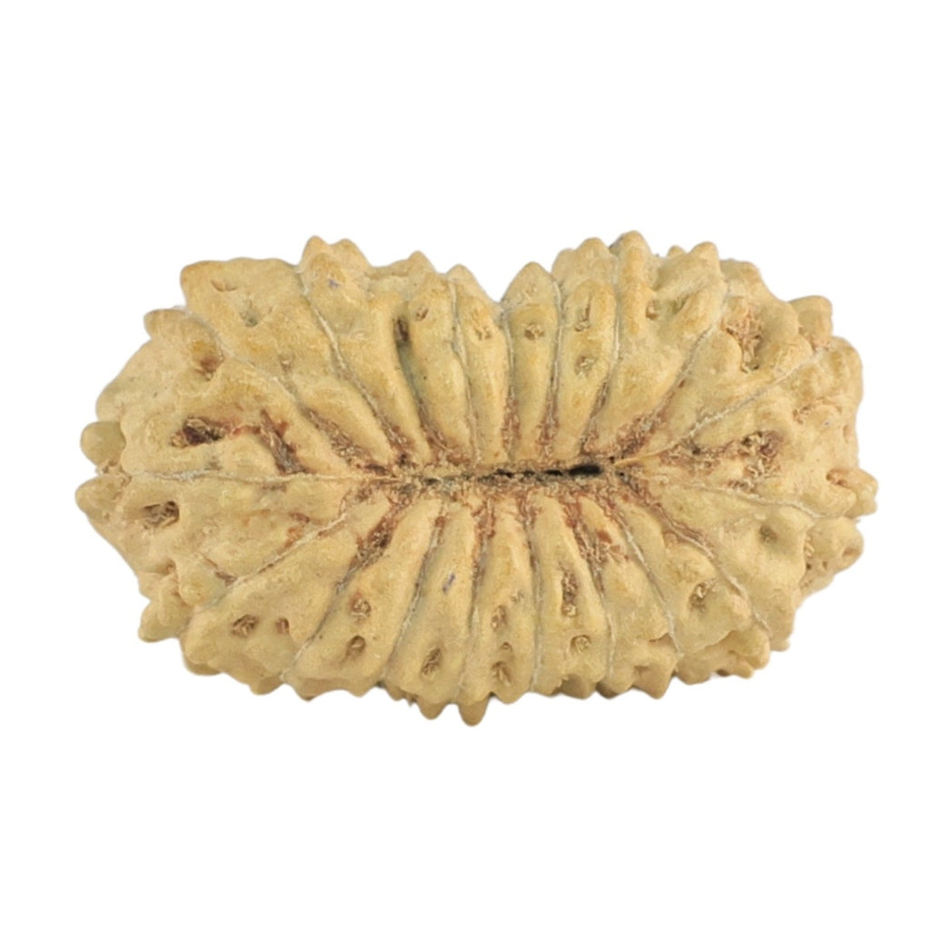 Natural 18 Mukhi Rudraksha (Nepali)