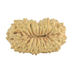 Natural 18 Mukhi Rudraksha (Nepali)