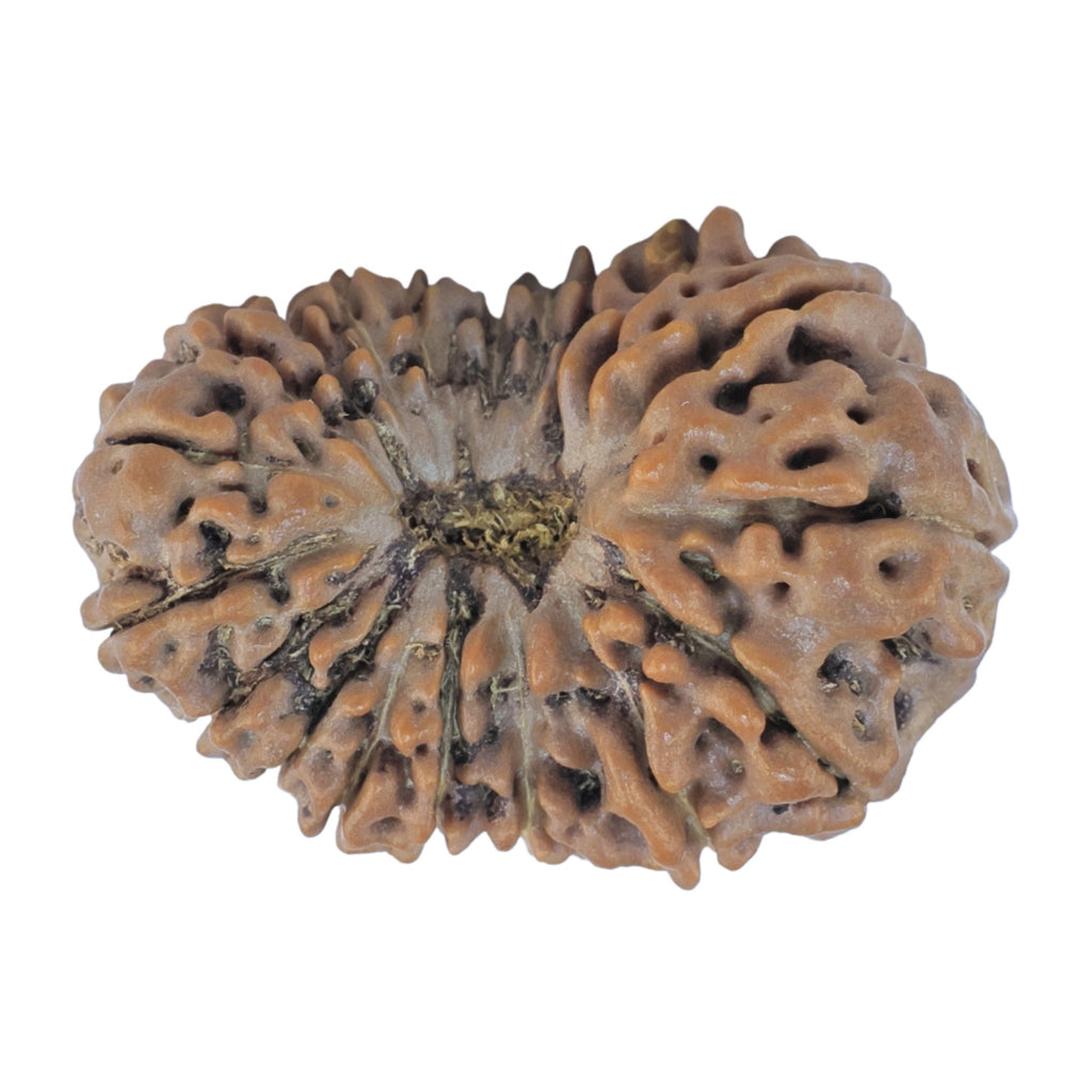 Natural 19 Mukhi Rudraksha (Nepali)