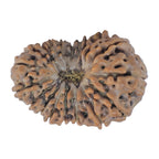 Natural 19 Mukhi Rudraksha (Nepali)
