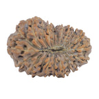 Natural 19 Mukhi Rudraksha (Nepali)