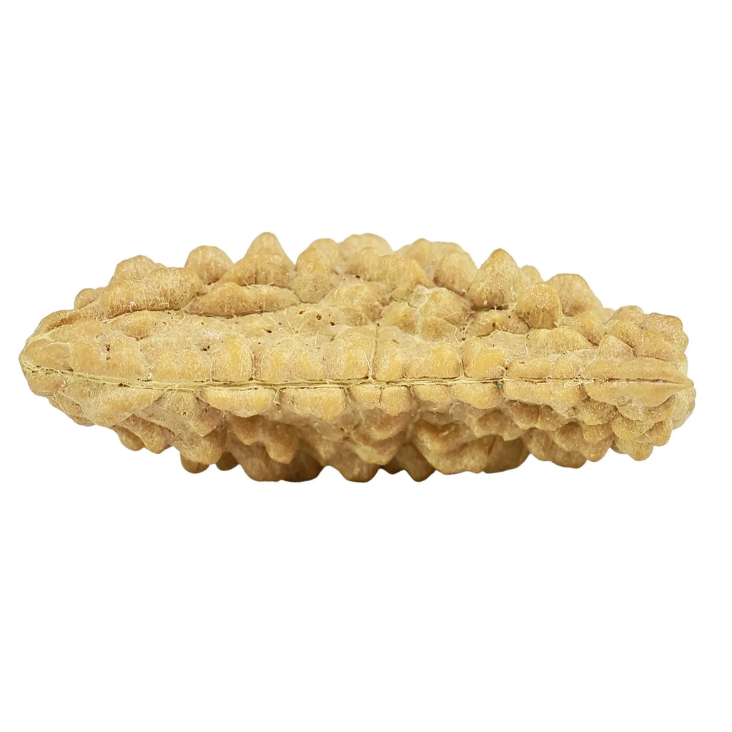 Natural 1 Mukhi Rudraksha - Indian