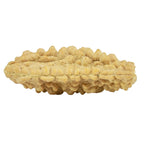 Natural 1 Mukhi Rudraksha - Indian