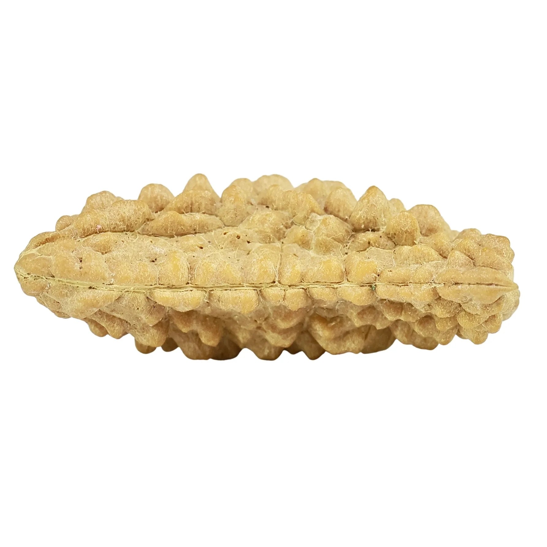 Natural 1 Mukhi Rudraksha - Indian