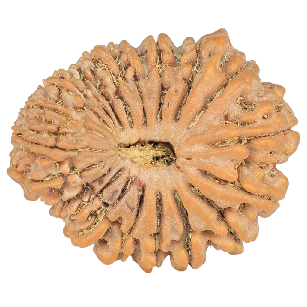 Natural 20 Mukhi Rudraksha (Nepali)