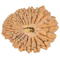 Natural 20 Mukhi Rudraksha (Nepali)