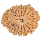 Natural 20 Mukhi Rudraksha (Nepali)