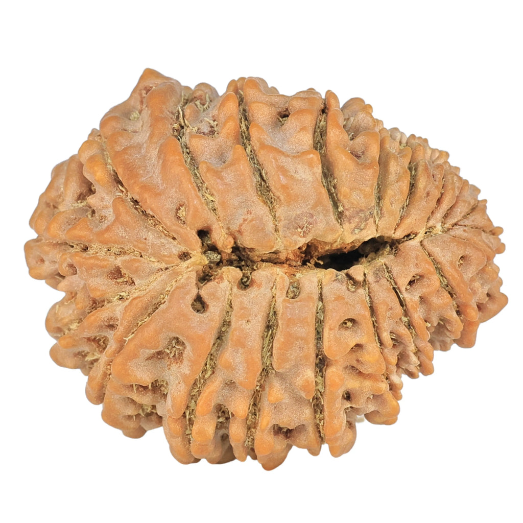 Natural 20 Mukhi Rudraksha (Nepali)