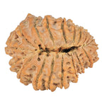 Natural 20 Mukhi Rudraksha (Nepali)