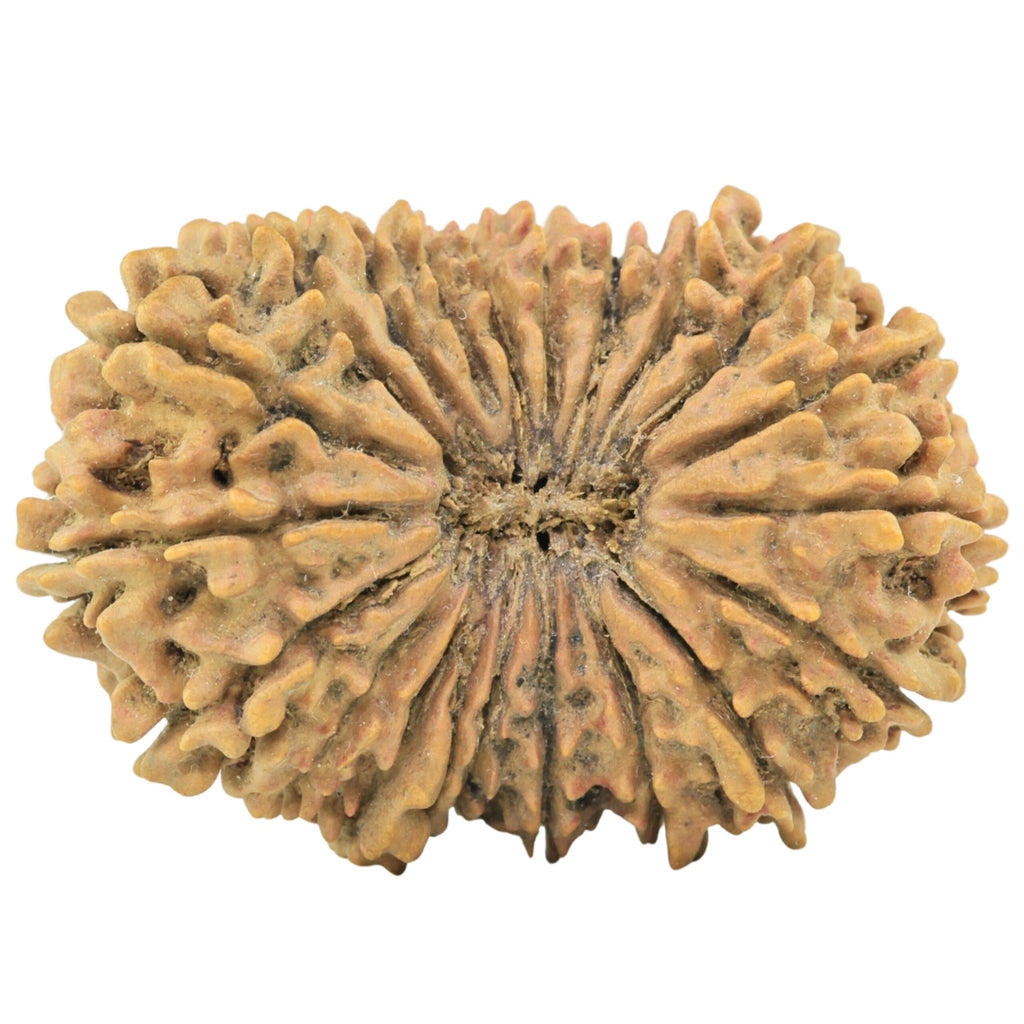 Natural 21 Mukhi Rudraksha (Nepali)