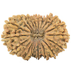 Natural 21 Mukhi Rudraksha (Nepali)