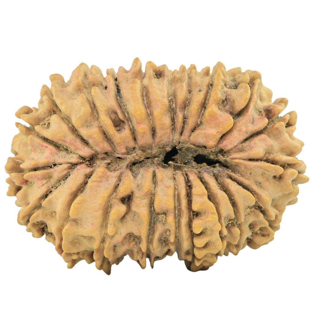 Natural 21 Mukhi Rudraksha (Nepali)