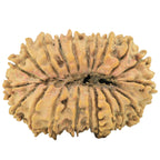 Natural 21 Mukhi Rudraksha (Nepali)