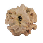 Natural 2 Mukhi Rudraksha (Nepali)