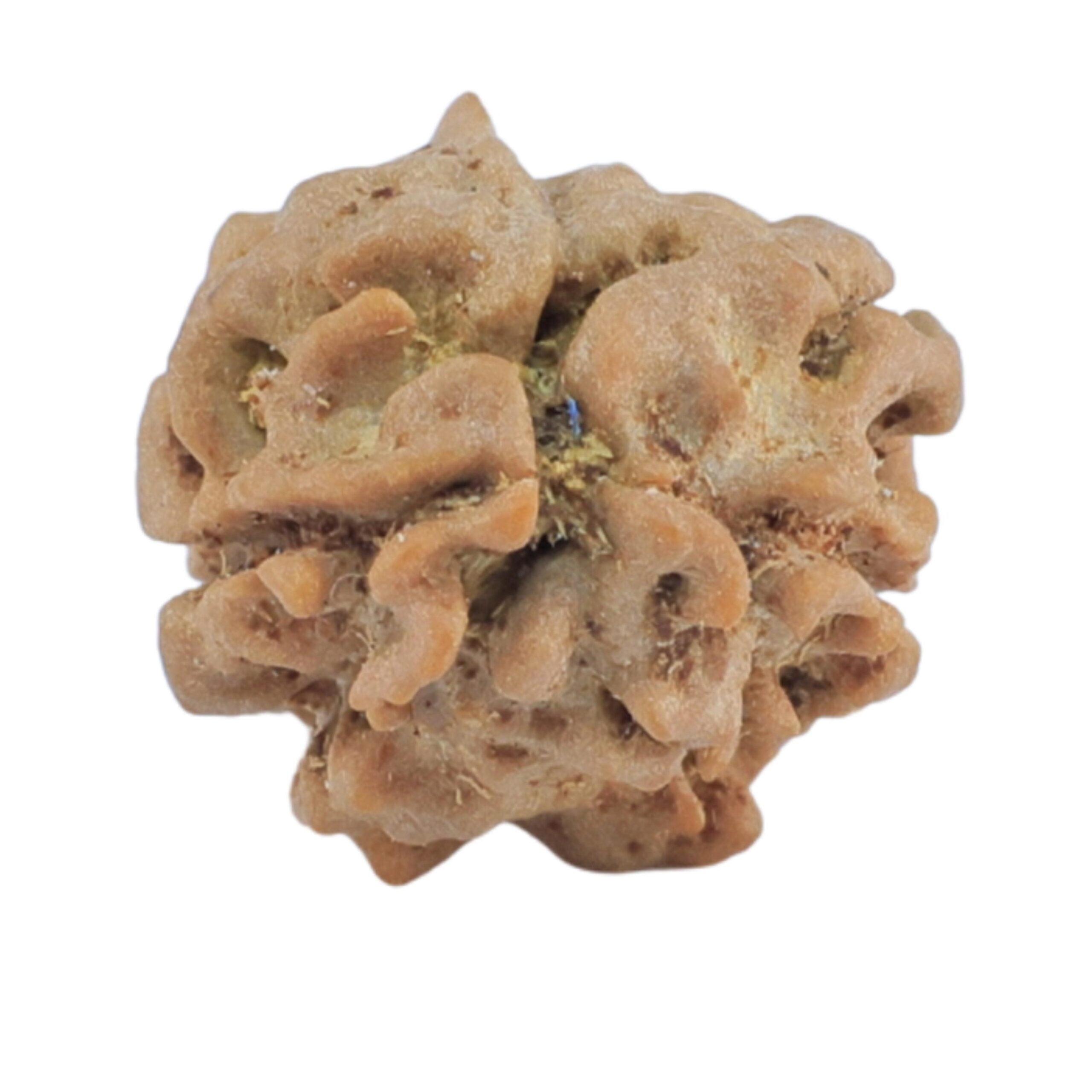 Natural 2 Mukhi Rudraksha (Nepali)