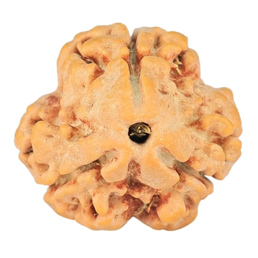 Natural 3 Mukhi Rudraksha (Nepali)