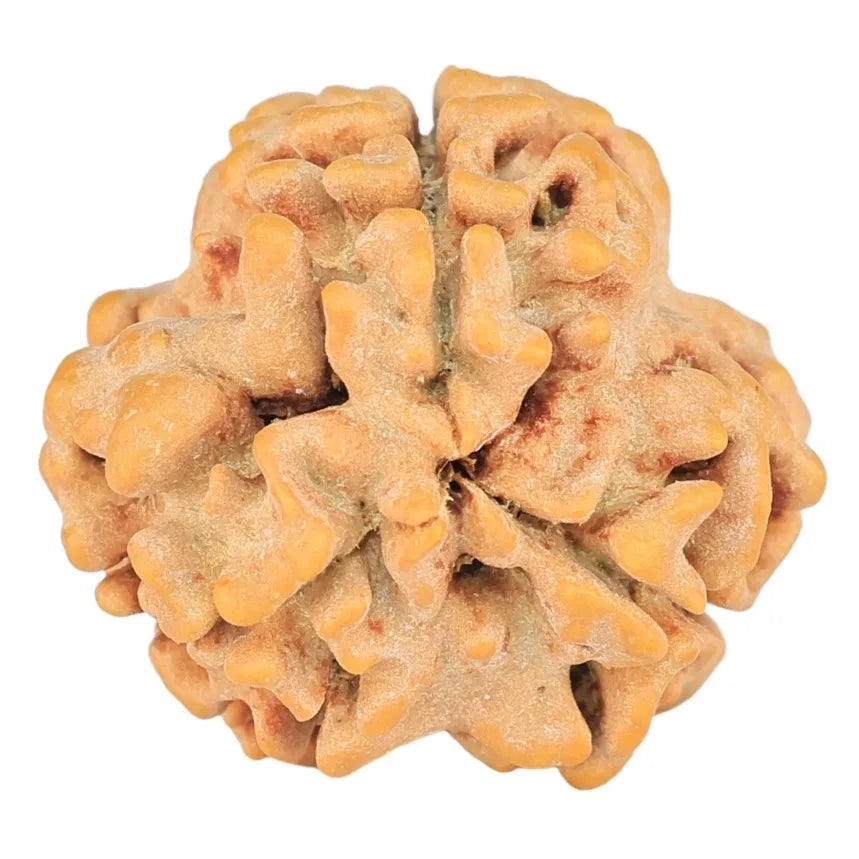Natural 3 Mukhi Rudraksha (Nepali)