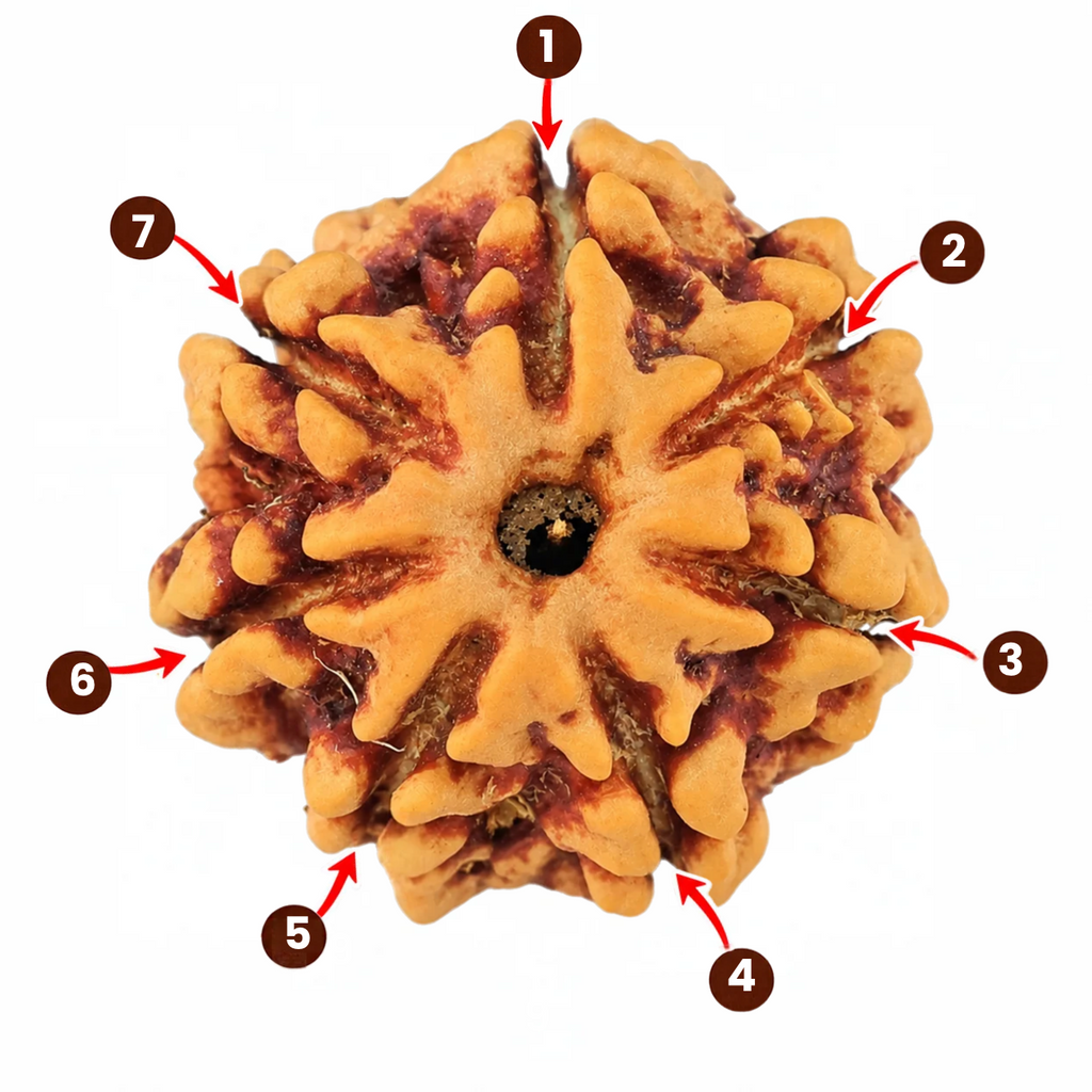 Natural 7 Mukhi Rudraksha (Nepali)