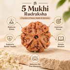 Natural 5 Mukhi Rudraksha (Nepali)