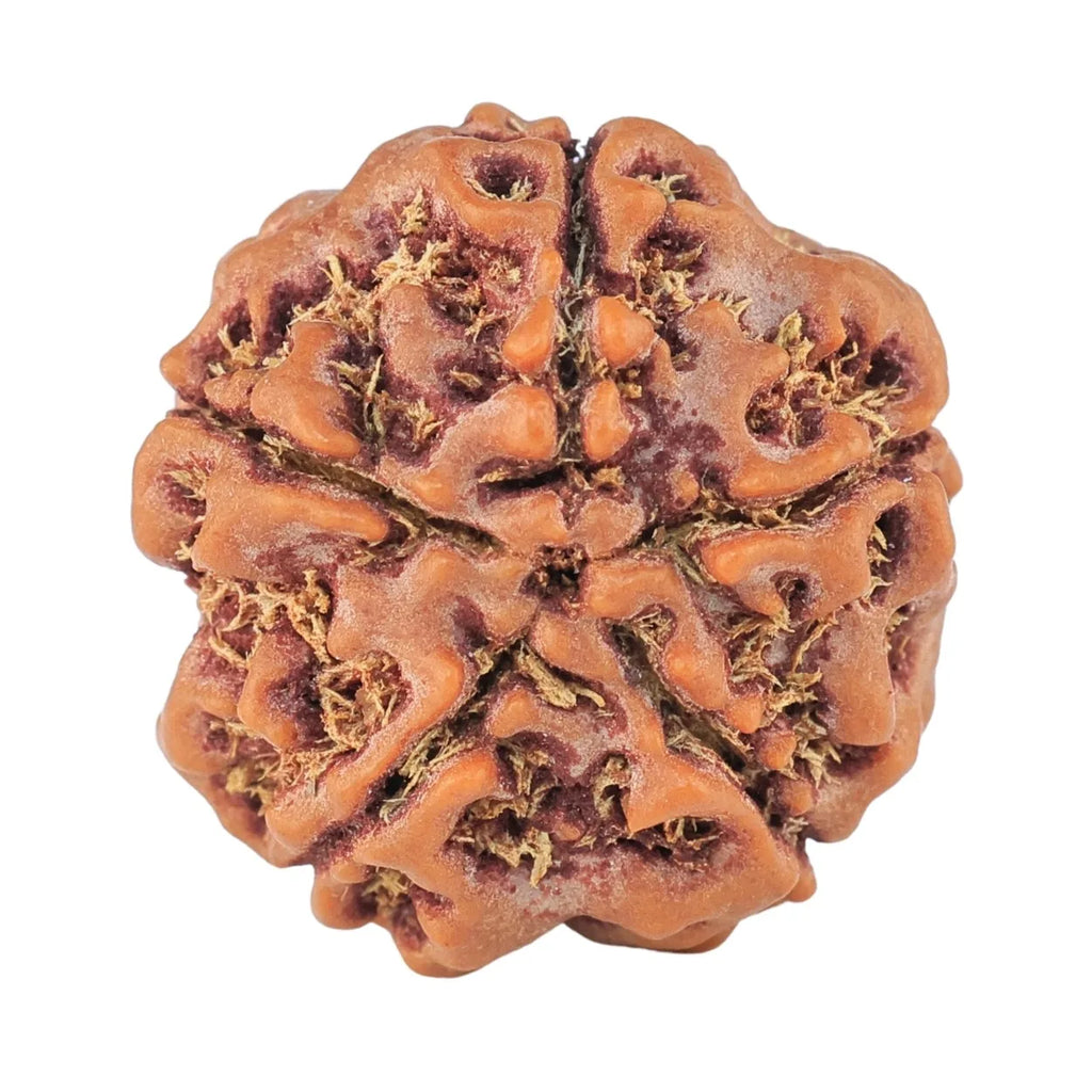 Natural 5 Mukhi Rudraksha (Nepali)