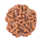 Natural 5 Mukhi Rudraksha (Nepali)