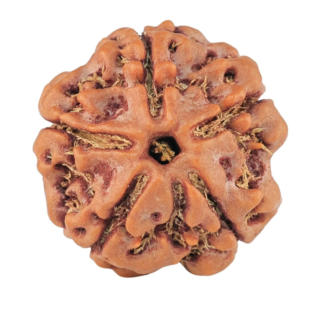 Foundation Rudraksha Set (5, 6 & 7 Mukhi)