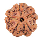 Foundation Rudraksha Set (5, 6 & 7 Mukhi)
