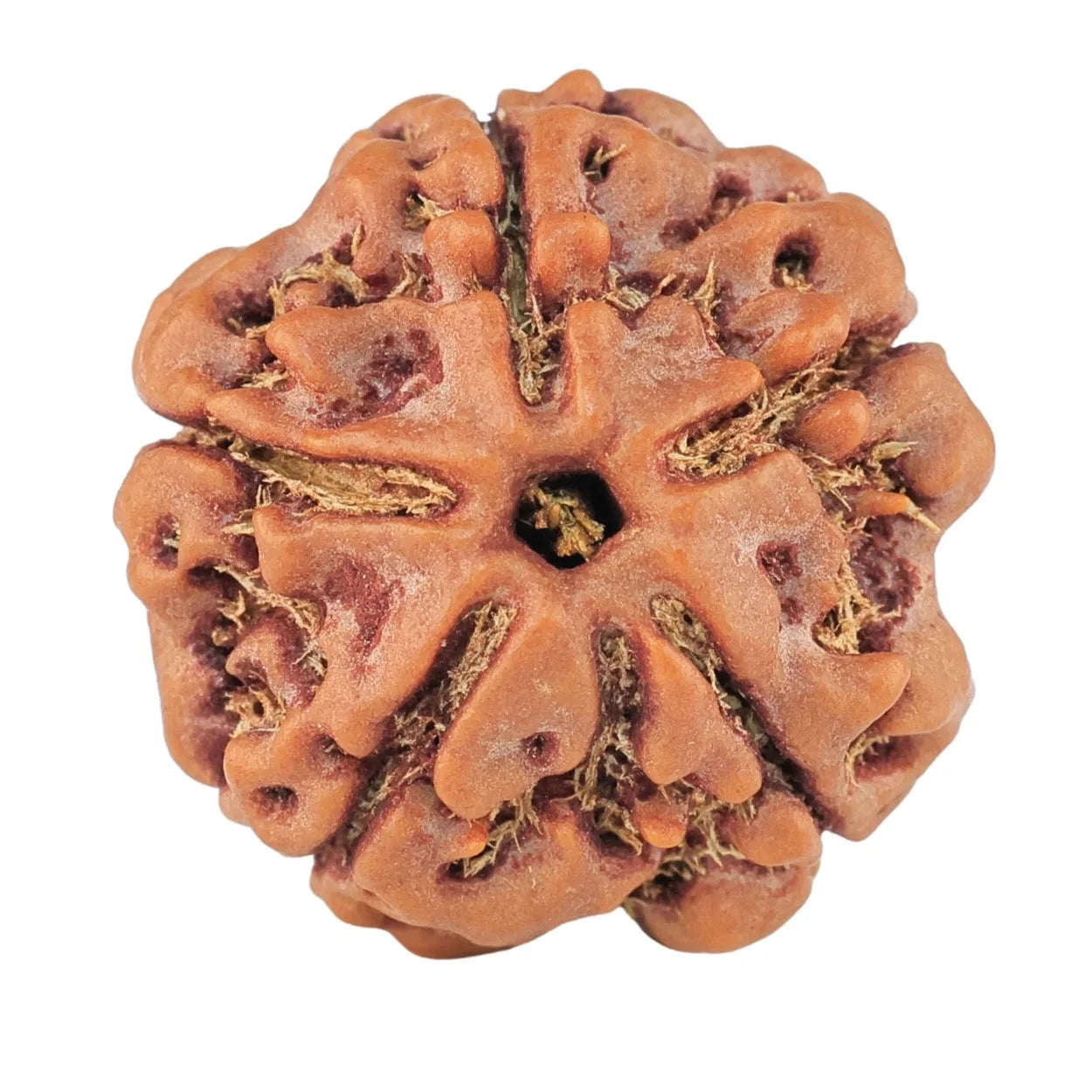 Foundation Rudraksha Set (5, 6 & 7 Mukhi)
