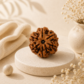 Natural 6 Mukhi Rudraksha (Nepali)