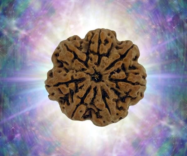 Natural 7 Mukhi Rudraksha (Nepali)