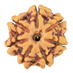 Foundation Rudraksha Set (5, 6 & 7 Mukhi)