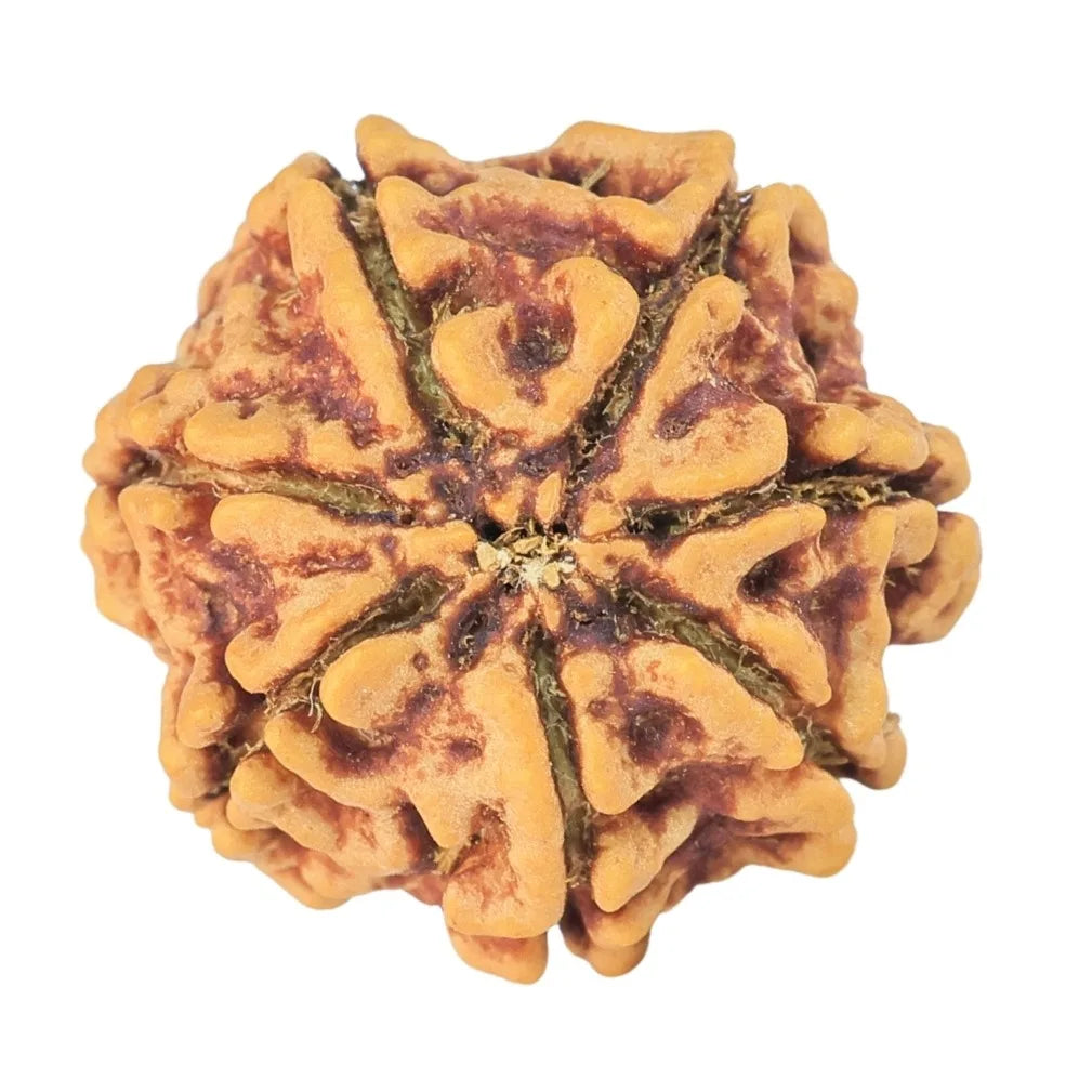 Natural 7 Mukhi Rudraksha (Nepali)