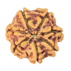 Natural 7 Mukhi Rudraksha (Nepali)