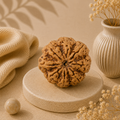 Natural 8 Mukhi Rudraksha (Nepali)