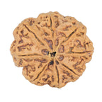 Natural 8 Mukhi Rudraksha (Nepali)
