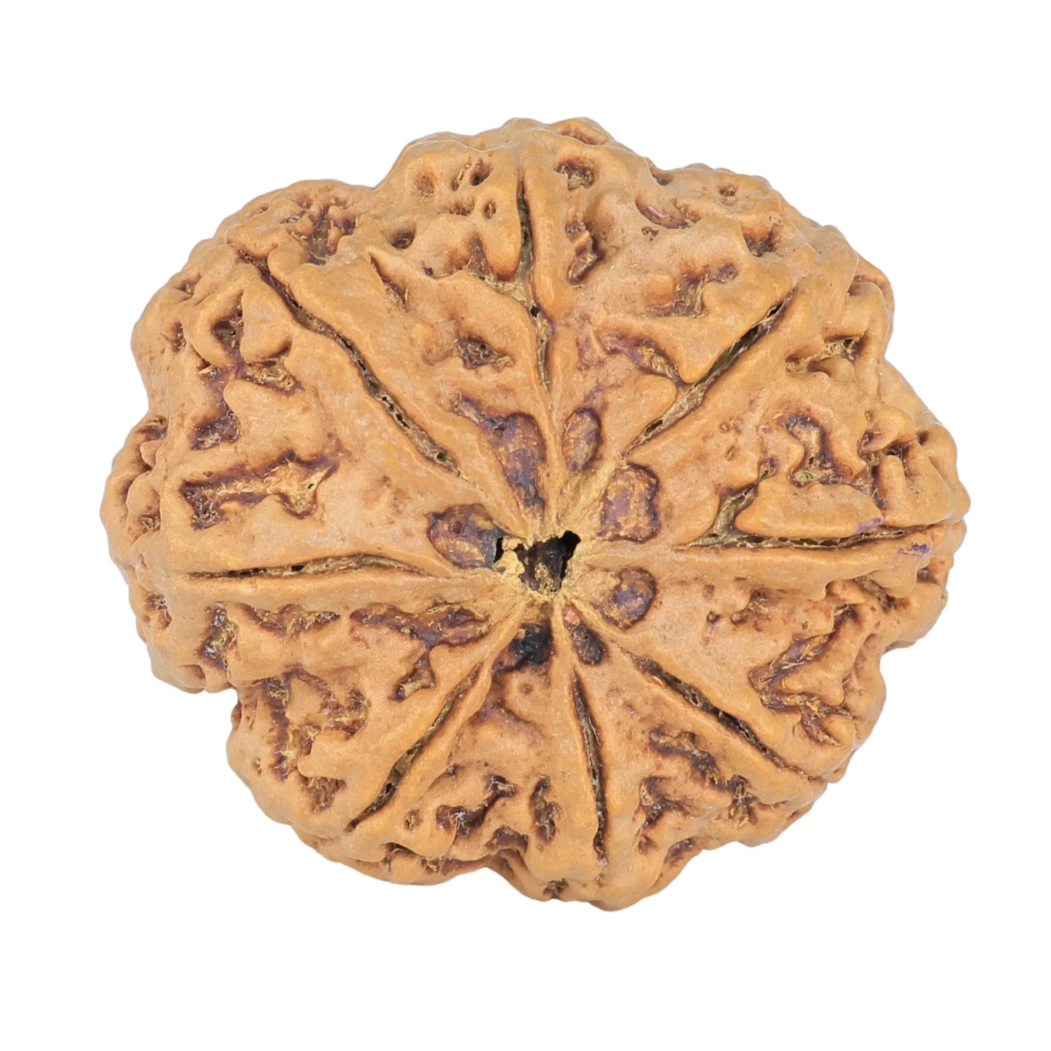 Natural 8 Mukhi Rudraksha (Nepali)