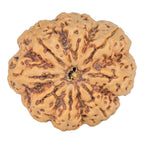 Natural 8 Mukhi Rudraksha (Nepali)