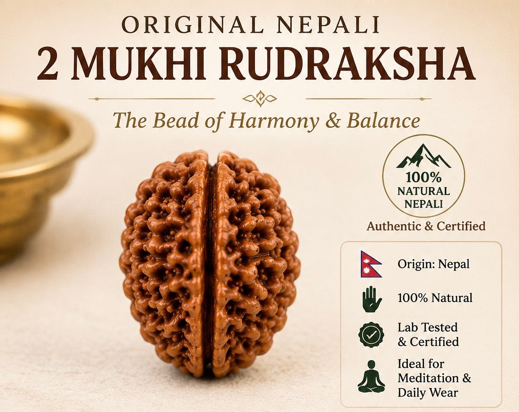 Premium 2 Mukhi Rudraksha Bead – Original Nepali