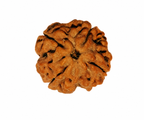 Natural 4 Mukhi Rudraksha (Nepali)
